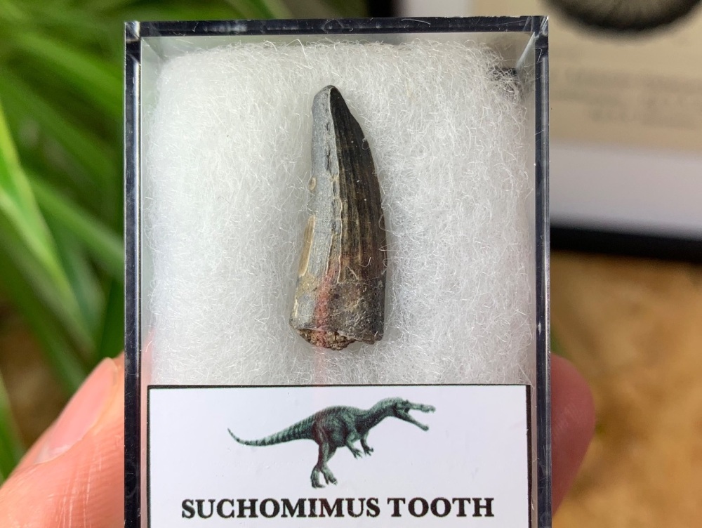 Suchomimus Tooth - 0.94 inch #04