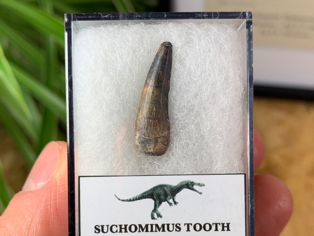Suchomimus Tooth - 0.94 inch #06