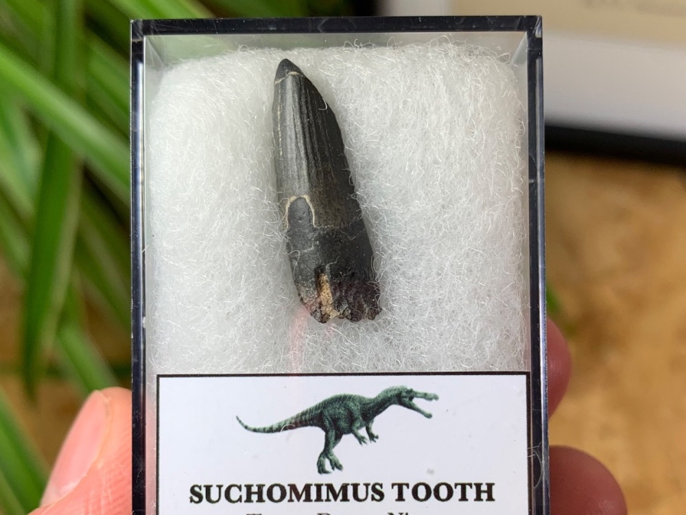 Suchomimus Tooth - 1 inch #07