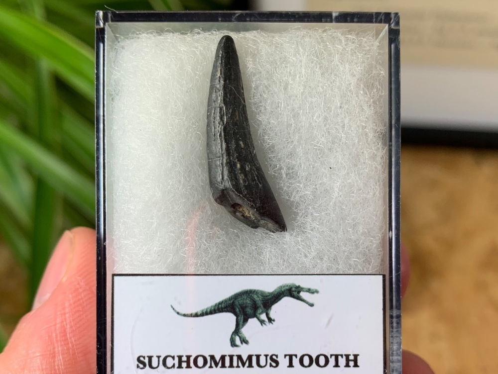 Suchomimus Tooth - 1 inch #08