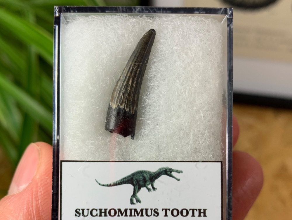 Suchomimus Tooth - 0.94 inch #11
