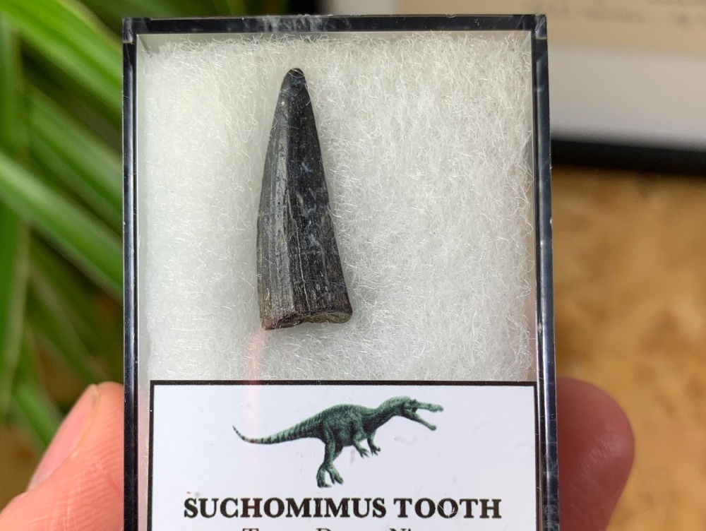 Suchomimus Tooth - 0.94 inch #14