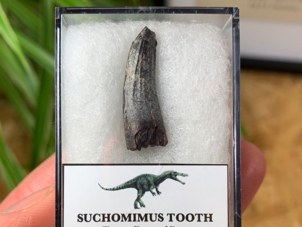 Suchomimus Tooth - 1 inch #16