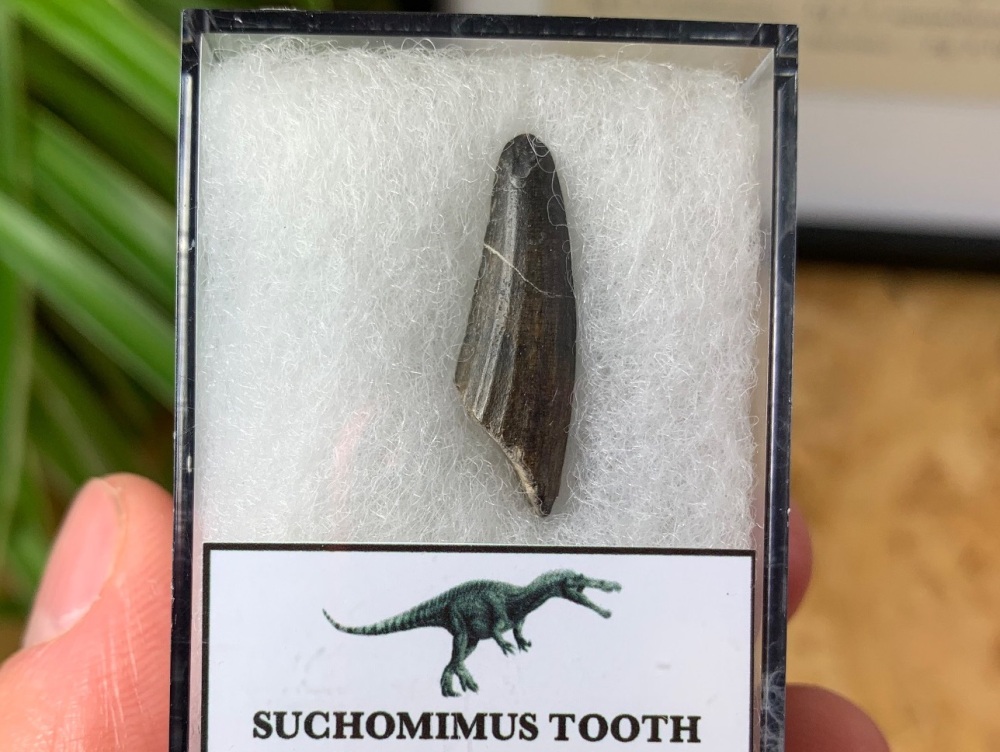 Suchomimus Tooth - 0.94 inch #17