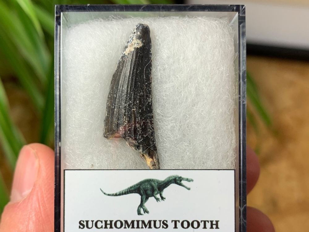 Suchomimus Tooth - 1.13 inch #18