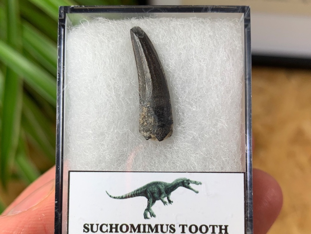 Suchomimus Tooth - 0.94 inch #21