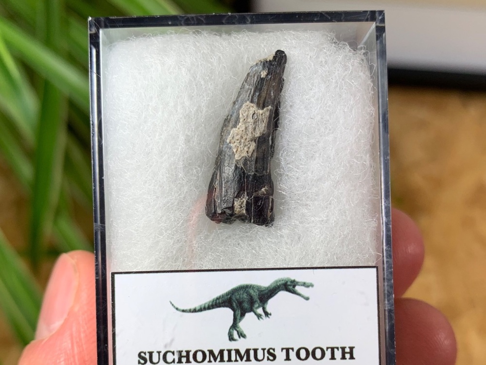 Suchomimus Tooth - 0.91 inch #22