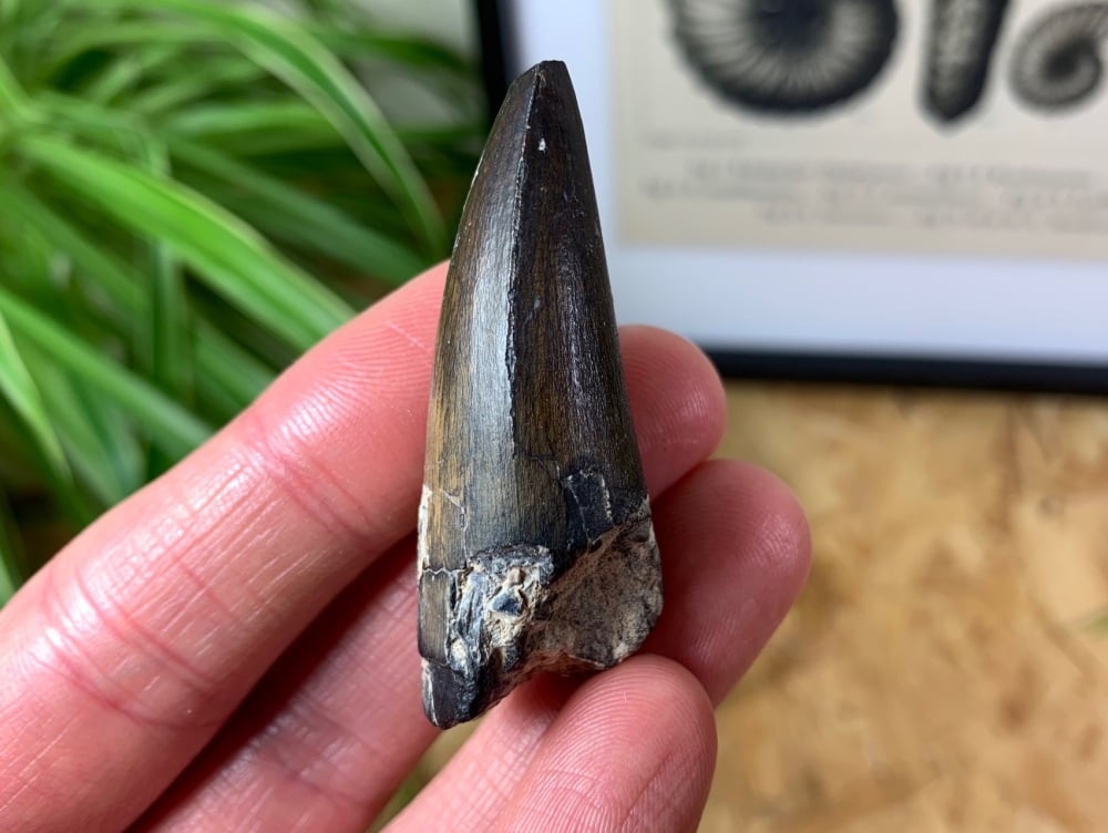 HUGE Sarcosuchus Tooth - 2.03 inch #03