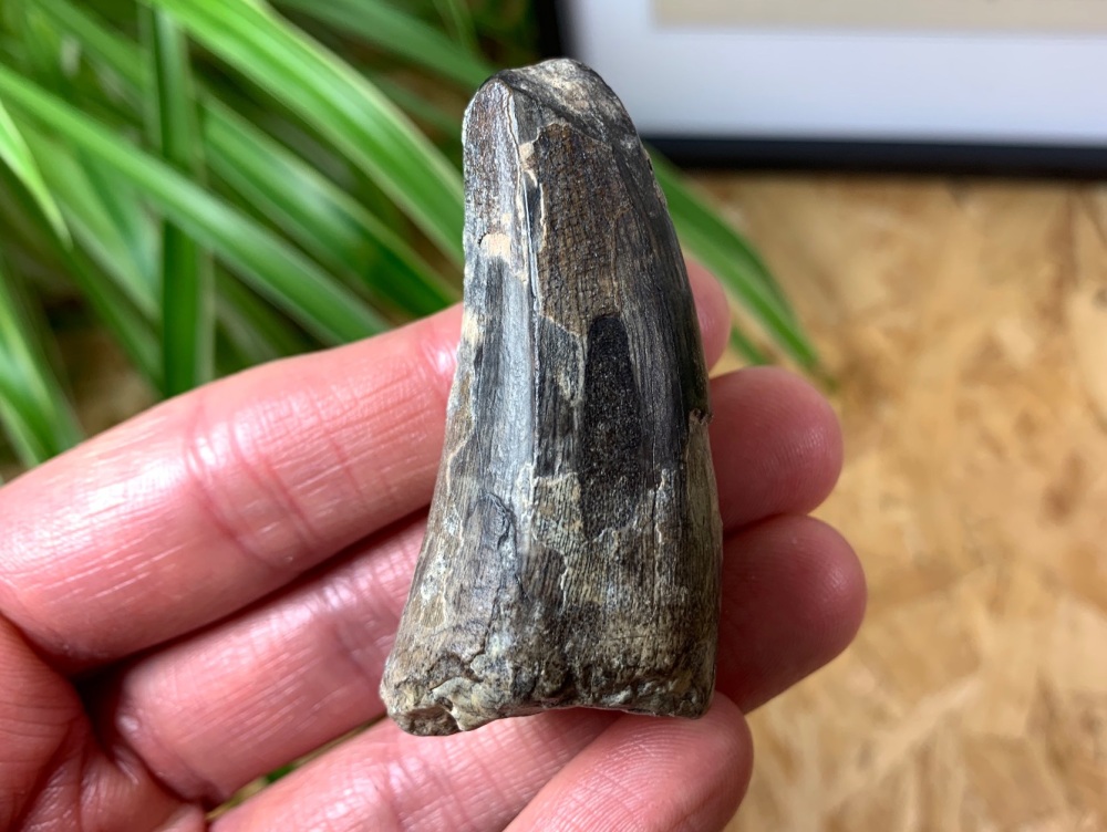 HUGE Sarcosuchus Tooth - 2.25 inch #06