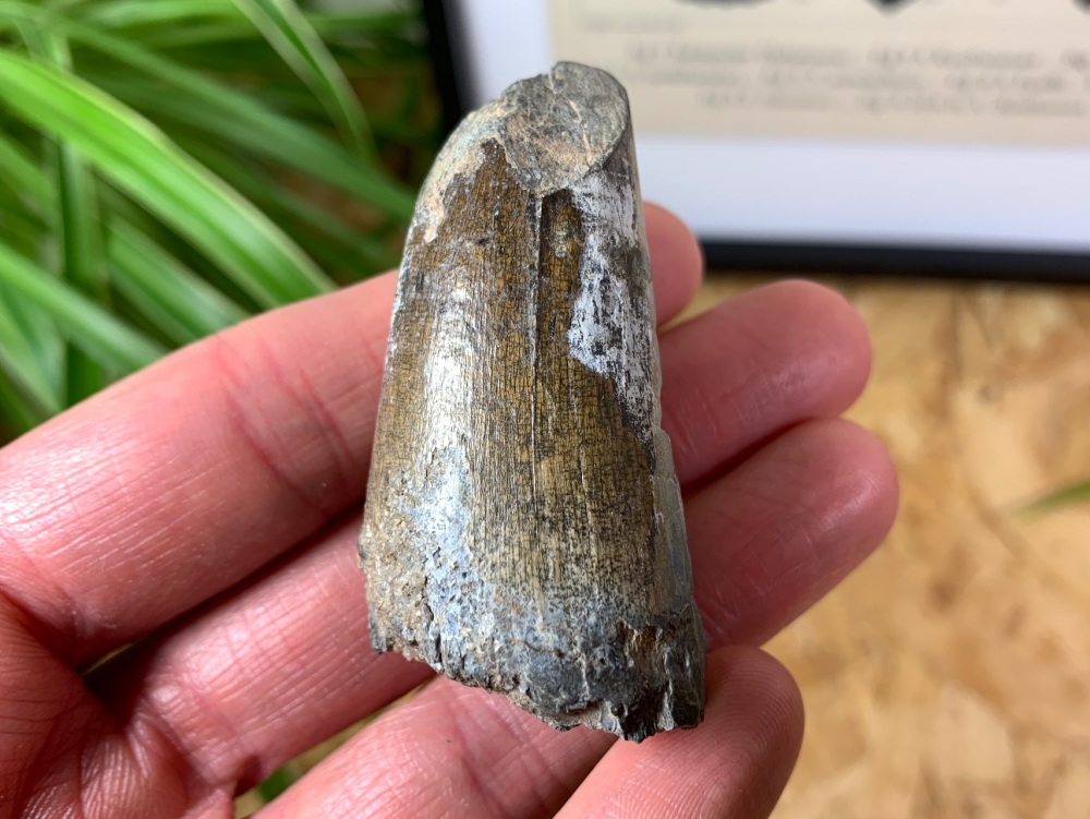 HUGE Sarcosuchus Tooth - 2.25 inch #07