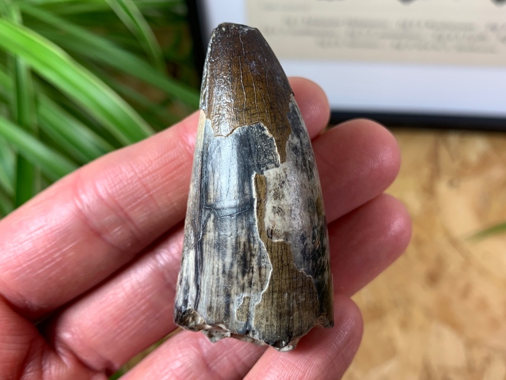HUGE Sarcosuchus Tooth - 2.28 inch #13