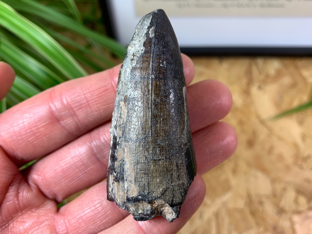 GIANT Sarcosuchus Tooth - 2.63 inch #14