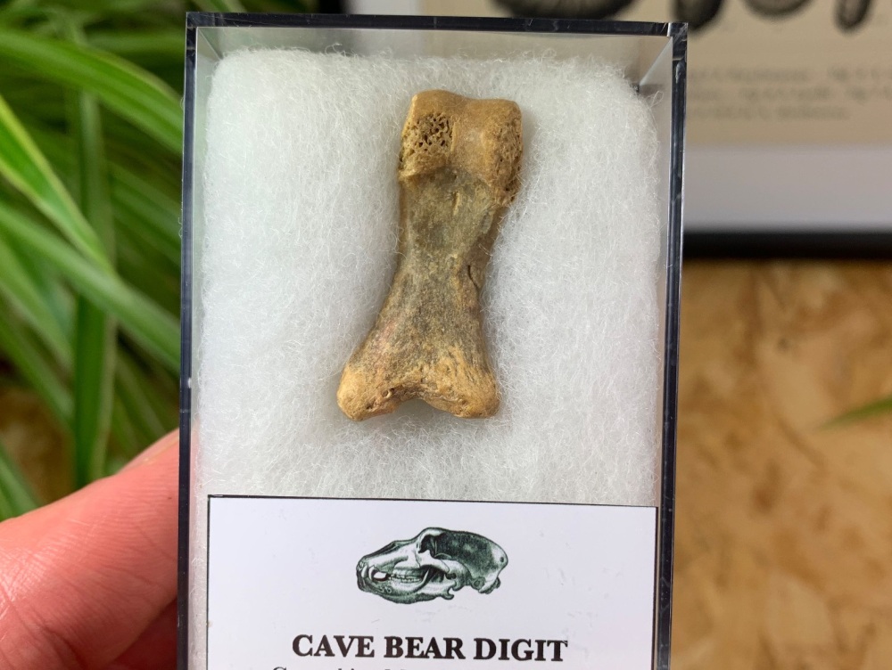 Cave Bear Digit (Finger/Toe Bone) #01