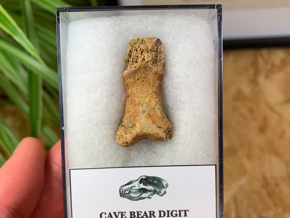 Cave Bear Digit (Finger/Toe Bone) #02
