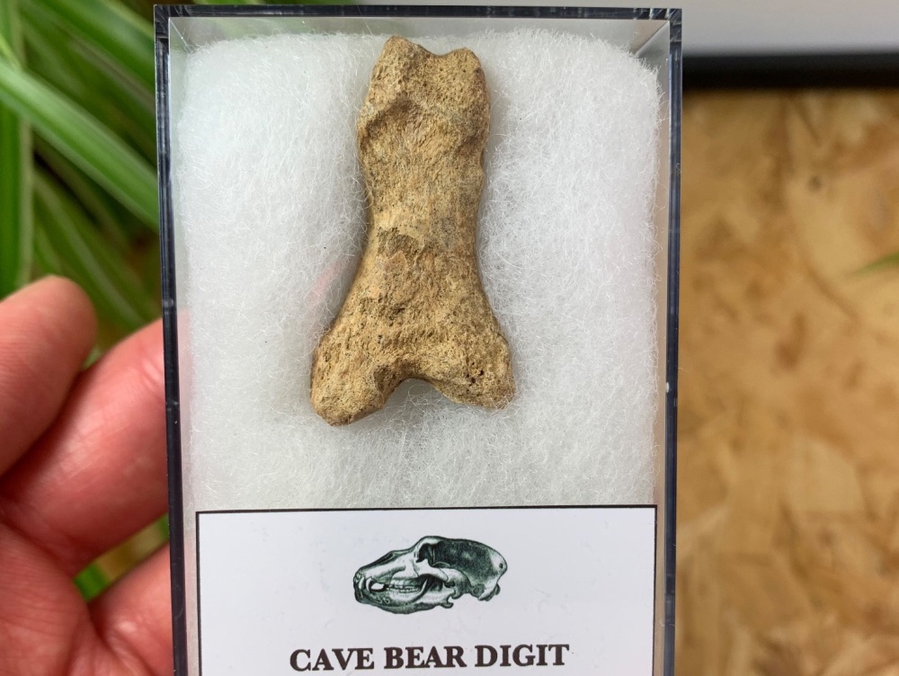 Cave Bear Digit (Finger/Toe Bone) #03