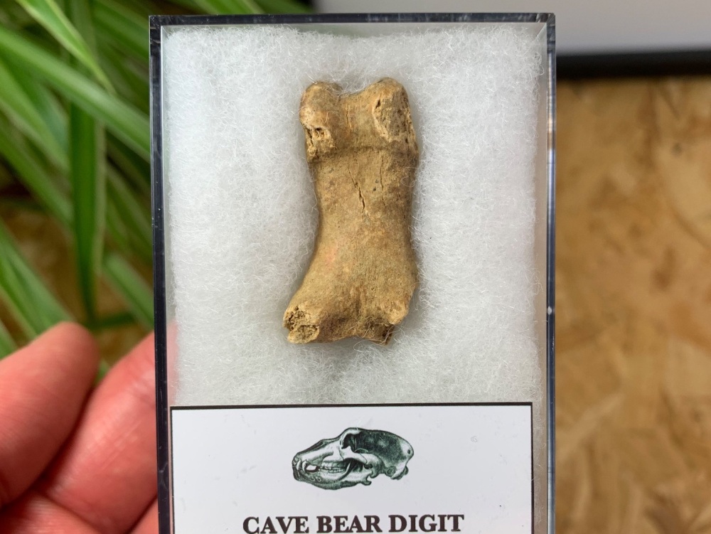 Cave Bear Digit (Finger/Toe Bone) #04