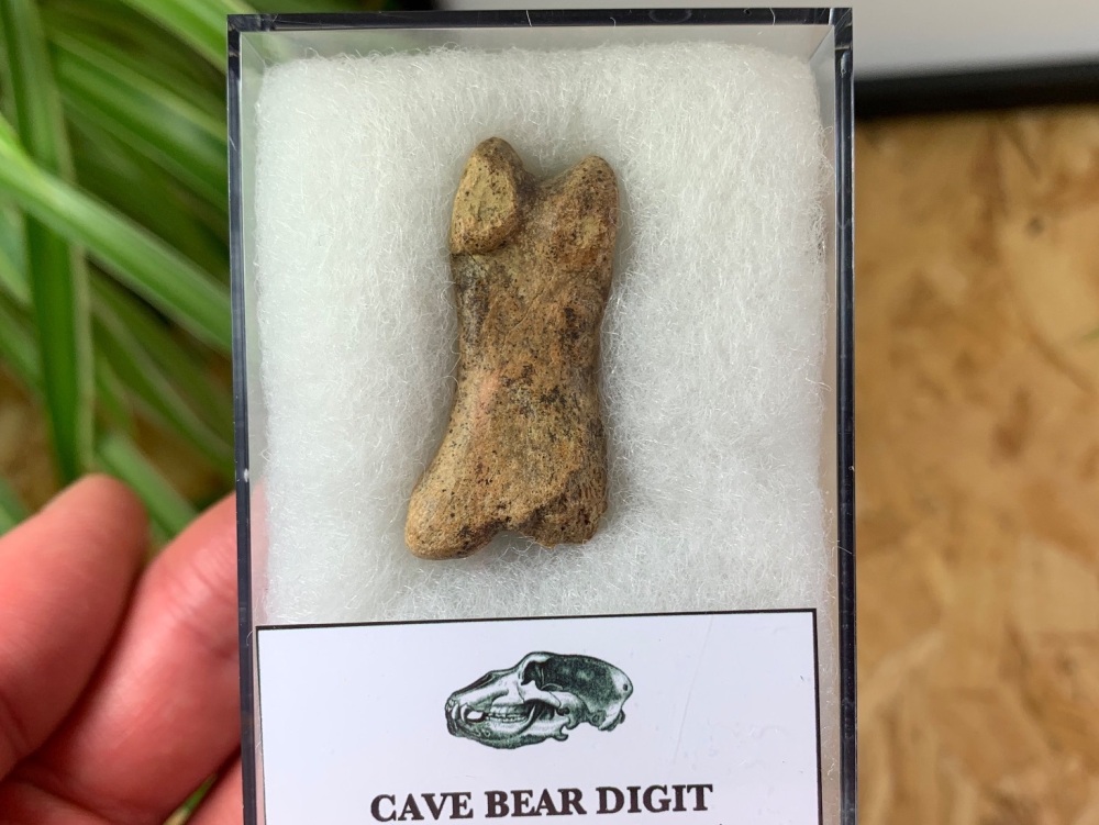 Cave Bear Digit (Finger/Toe Bone) #05