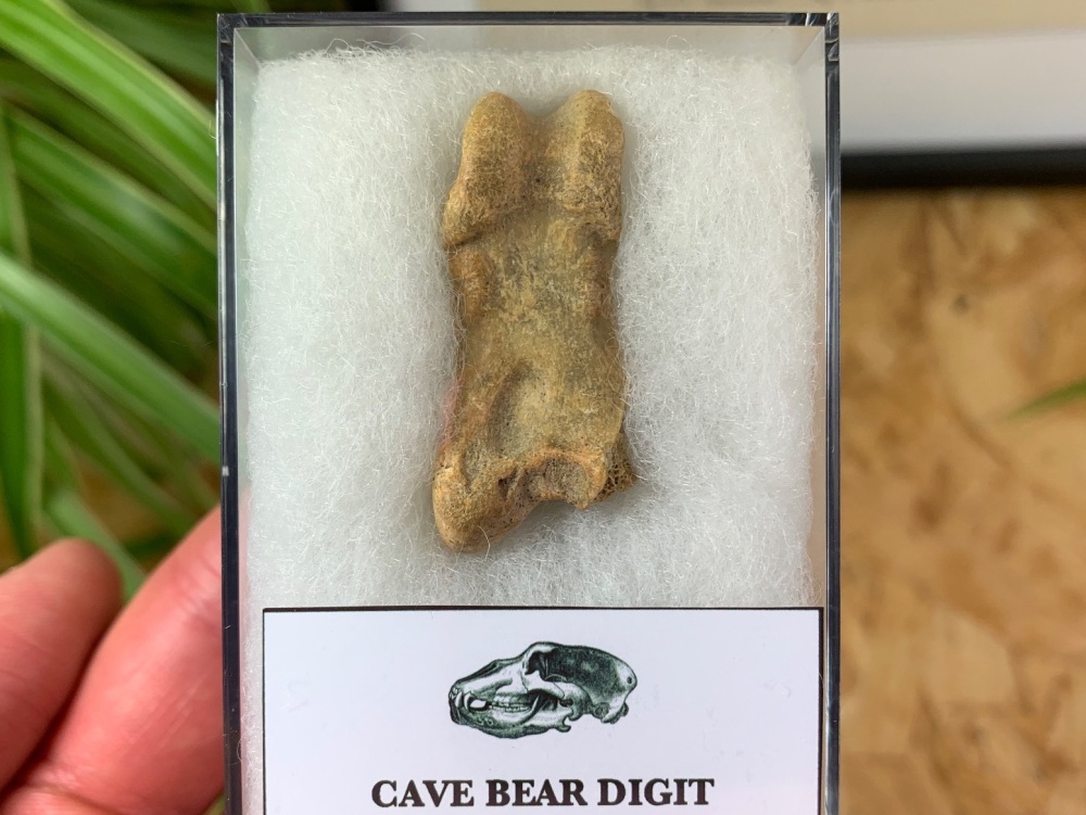Cave Bear Digit (Finger/Toe Bone) #06