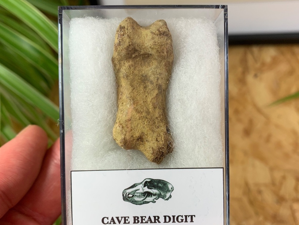 Cave Bear Digit (Finger/Toe Bone) #07