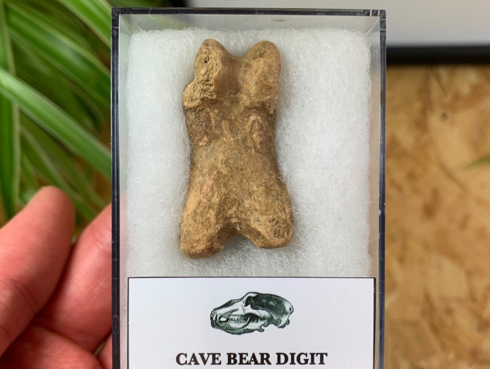 Cave Bear Digit (Finger/Toe Bone) #08