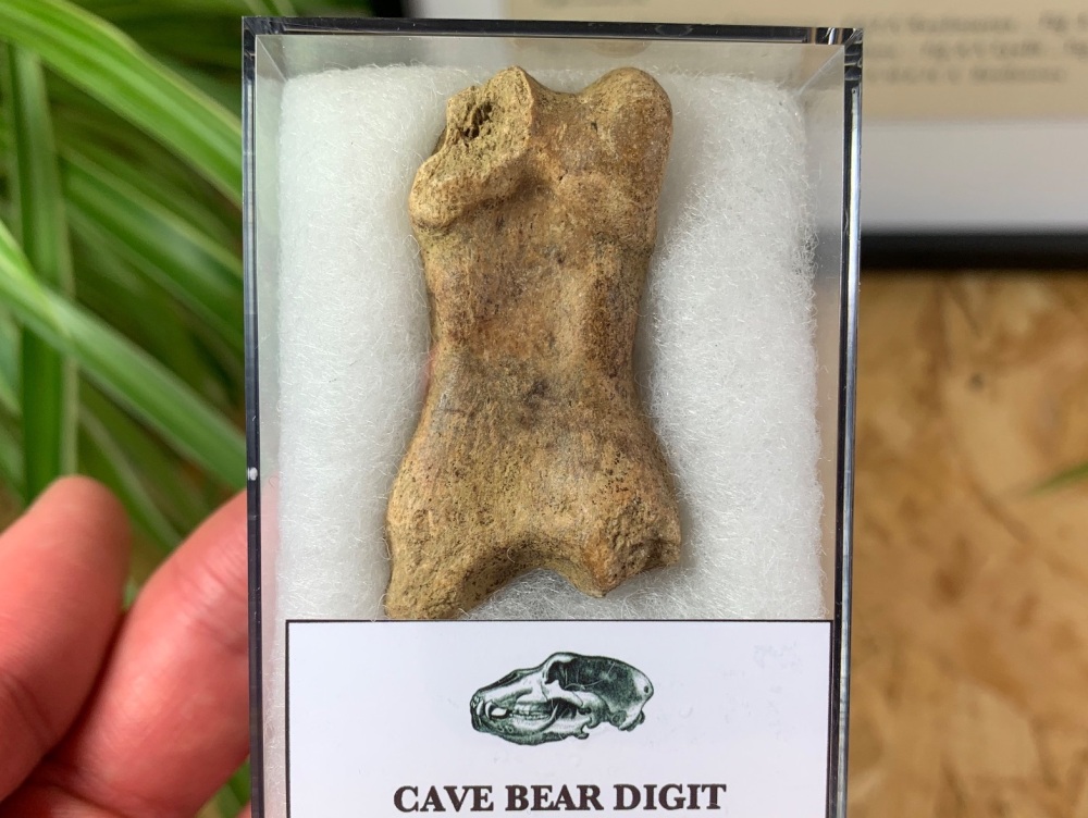 Cave Bear Digit (Finger/Toe Bone) #10