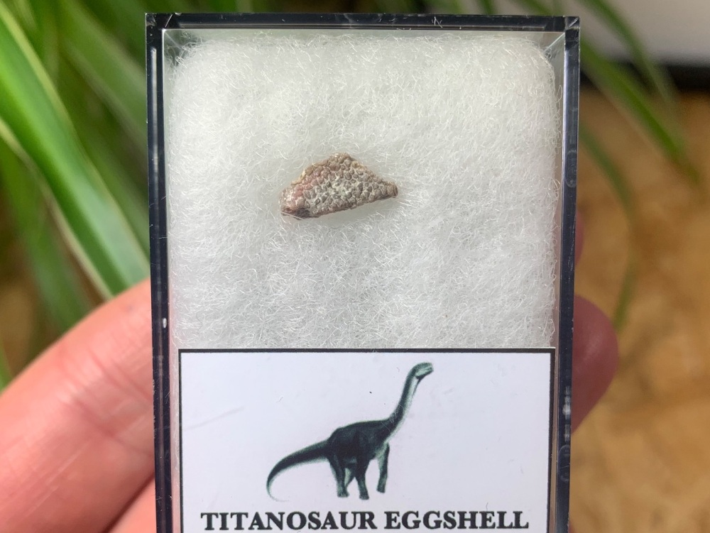 Titanosaur Sauropod Eggshell, France #02