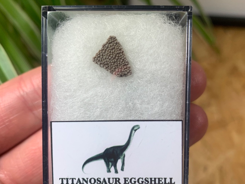Titanosaur Sauropod Eggshell, France #03