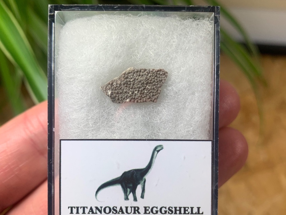 Titanosaur Sauropod Eggshell, France #04