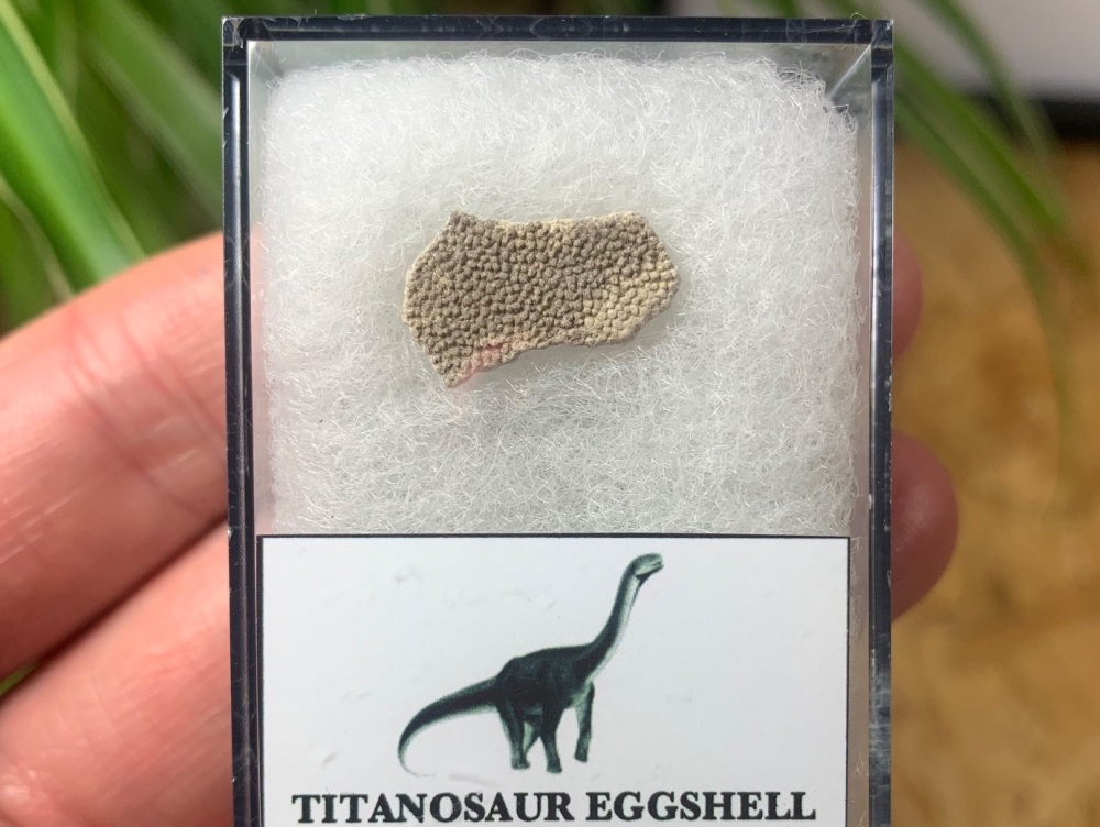 Titanosaur Sauropod Eggshell, France #05