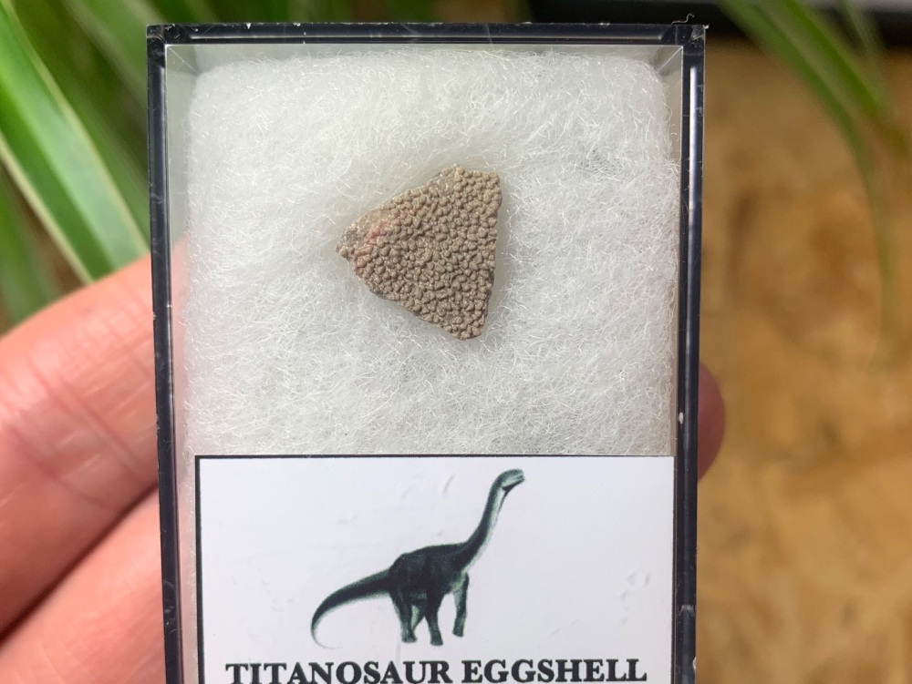 Titanosaur Sauropod Eggshell, France #06