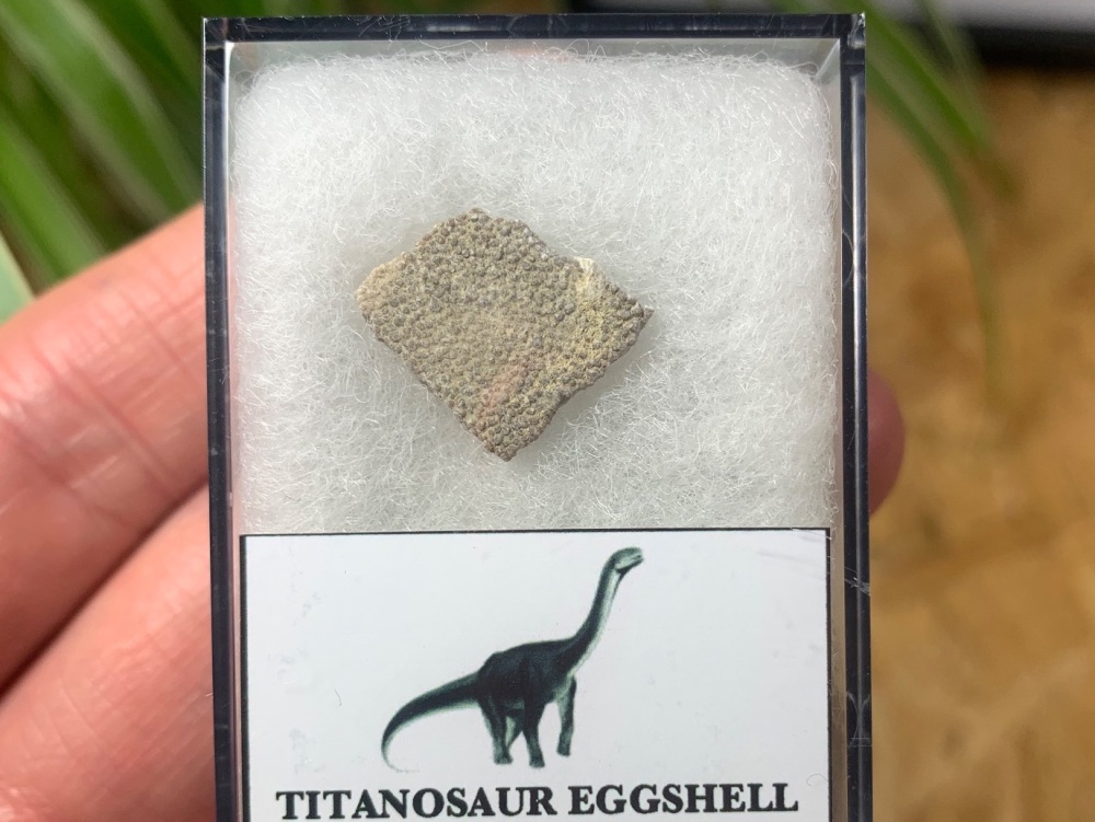 Titanosaur Sauropod Eggshell, France #07