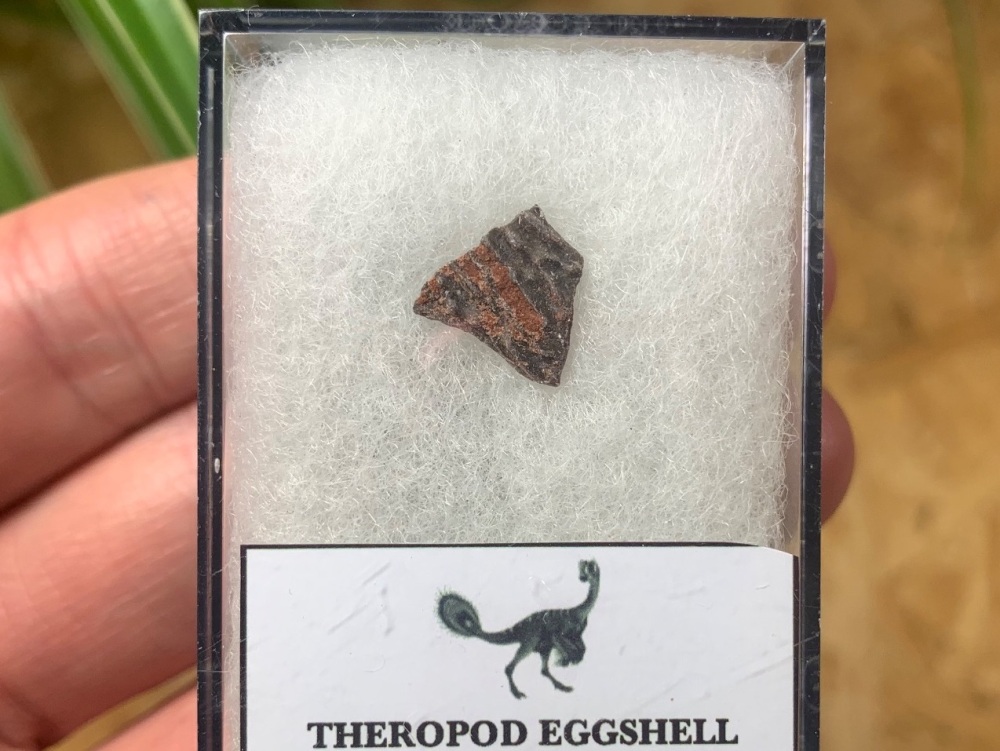 Theropod Dinosaur Eggshell (Henan Province, China) #01