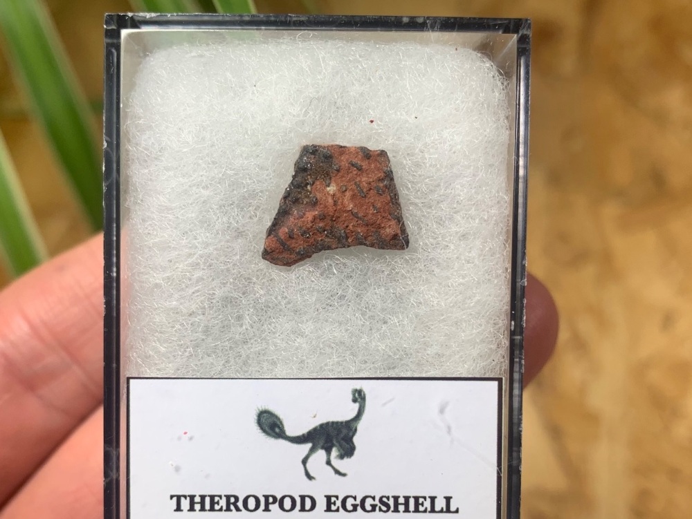 Theropod Dinosaur Eggshell (Henan Province, China) #02