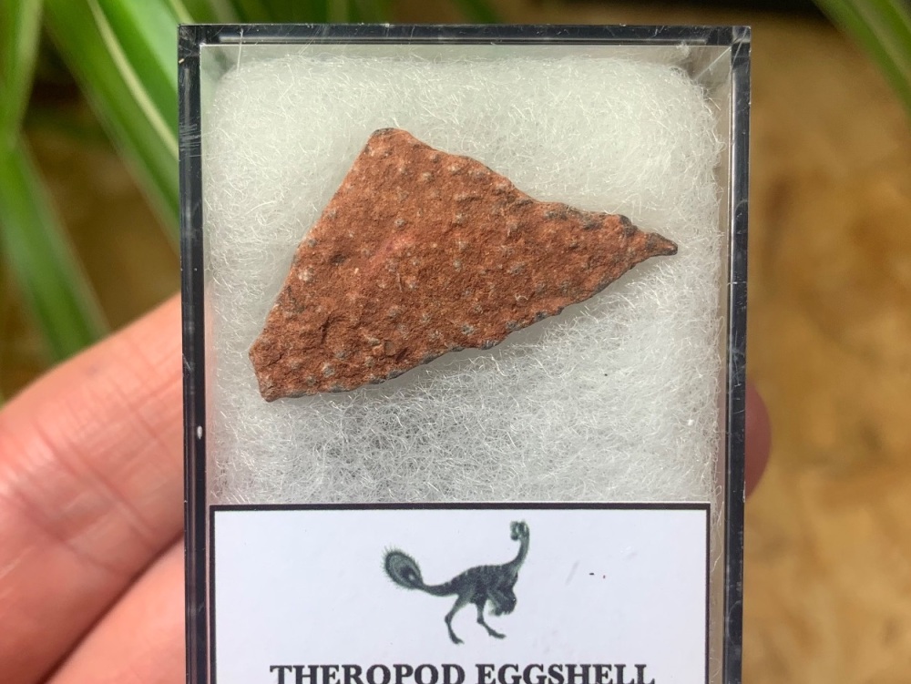 Theropod Dinosaur Eggshell (Henan Province, China) #03