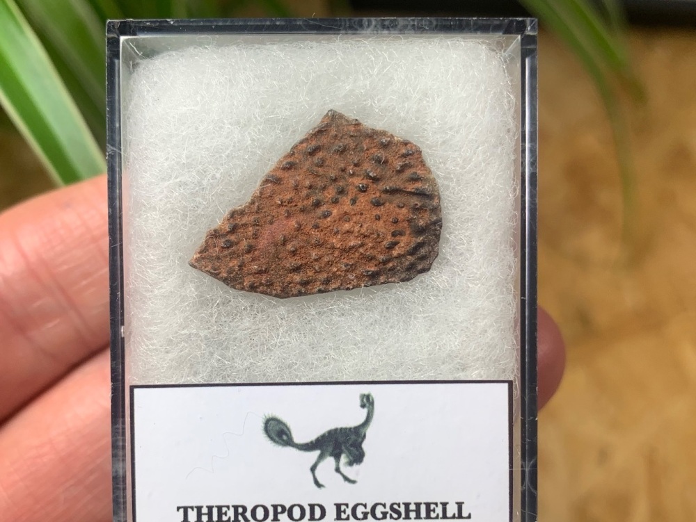 Theropod Dinosaur Eggshell (Henan Province, China) #04