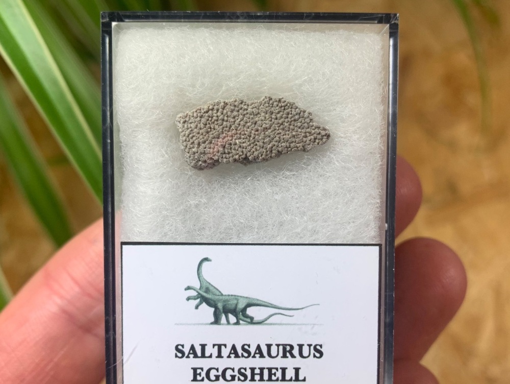 Saltasaurus Sauropod Eggshell #02