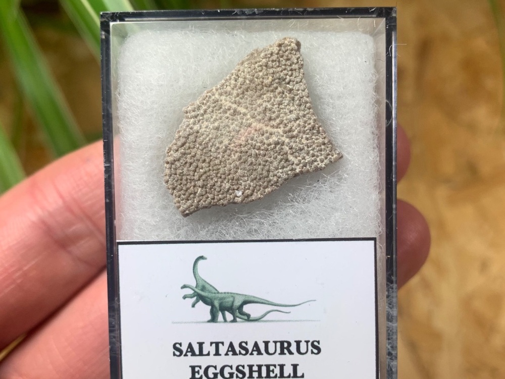 Saltasaurus Sauropod Eggshell #04