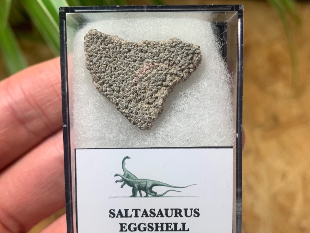 Saltasaurus Sauropod Eggshell #05