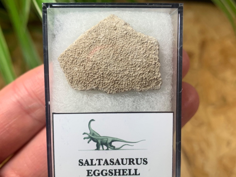 Saltasaurus Sauropod Eggshell #06