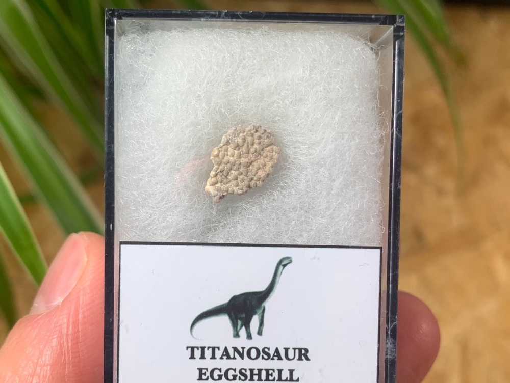 Rare Titanosaur Eggshell (Spain) #01