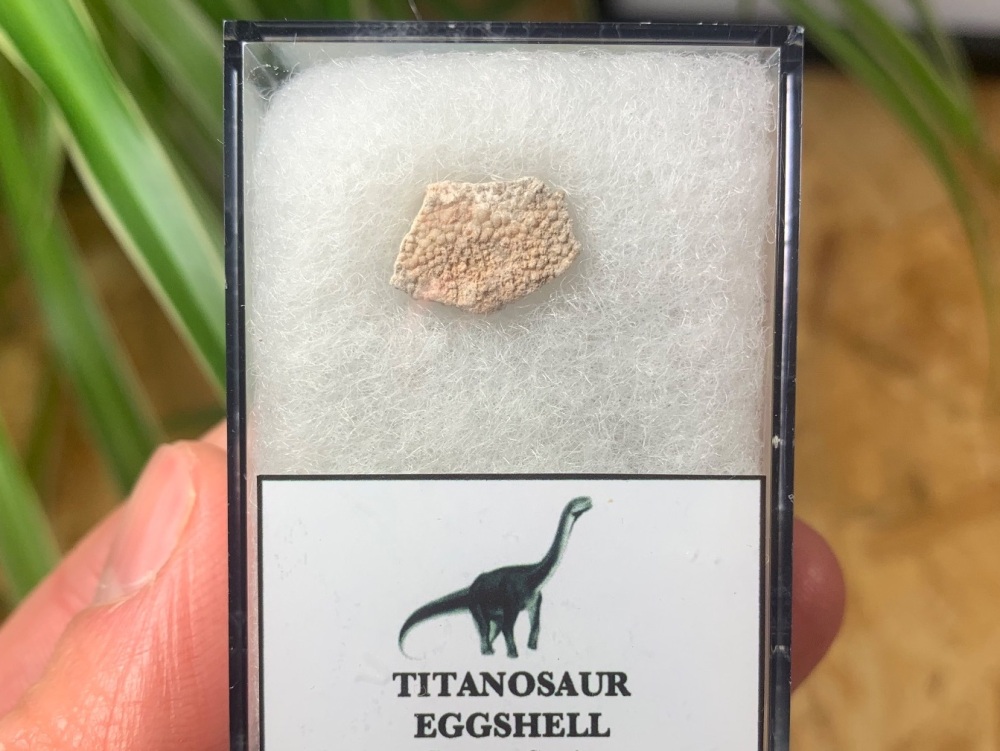 Rare Titanosaur Eggshell (Spain) #02