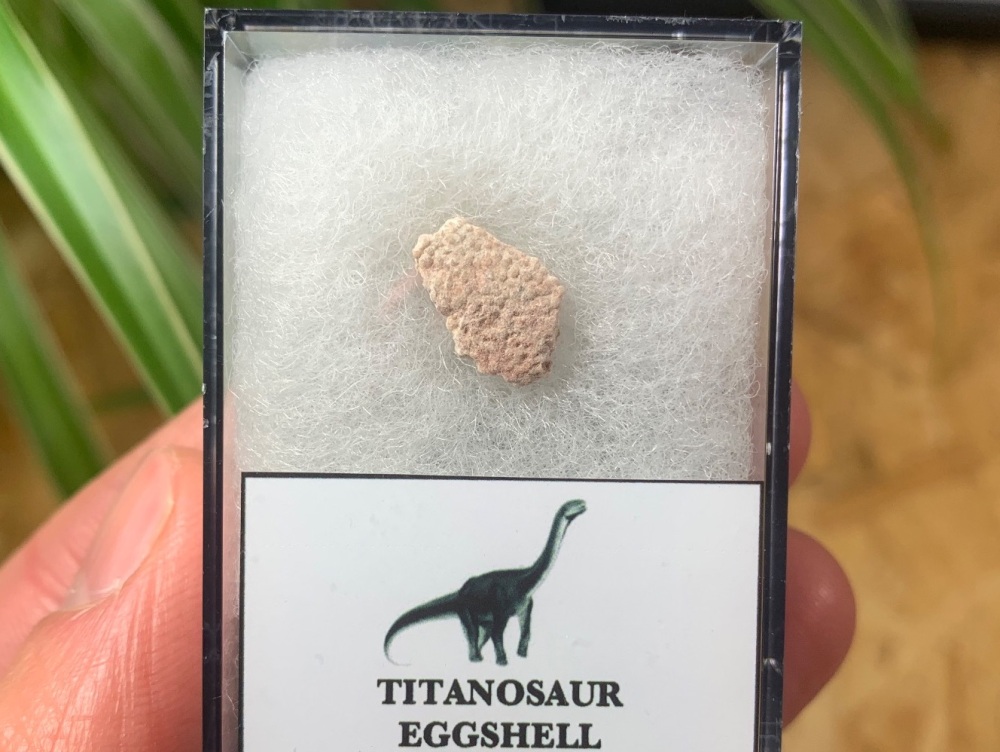 Rare Titanosaur Eggshell (Spain) #03