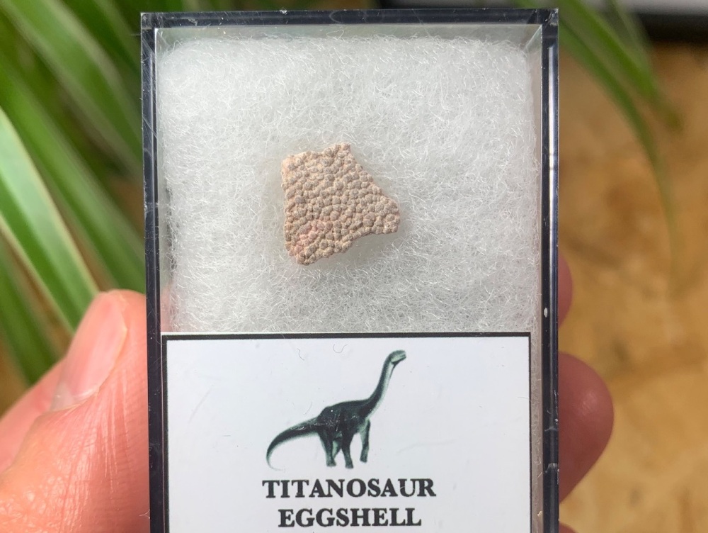 Rare Titanosaur Eggshell (Spain) #04