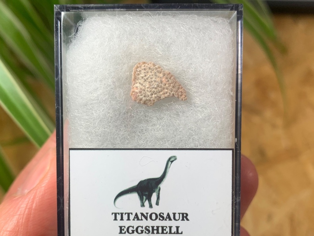 Rare Titanosaur Eggshell (Spain) #05