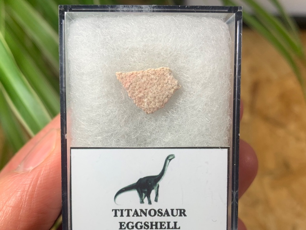 Rare Titanosaur Eggshell (Spain) #06