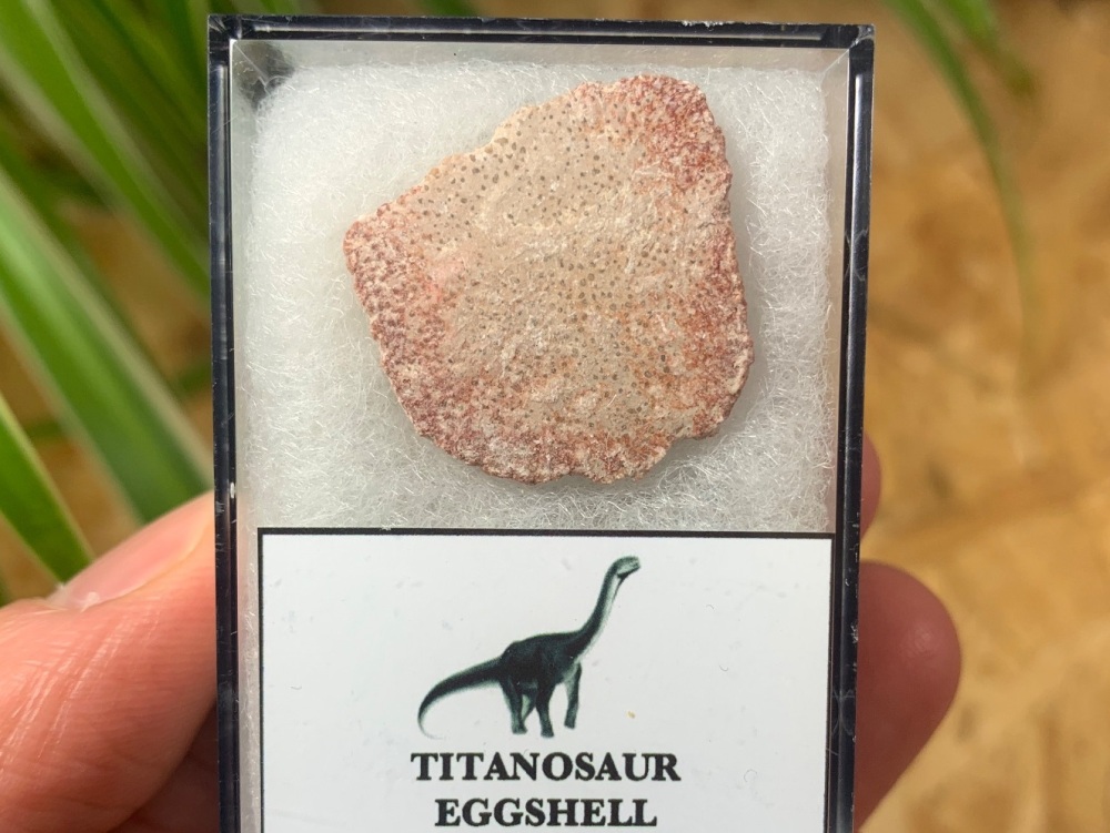 Rare Titanosaur Eggshell (Spain) #07