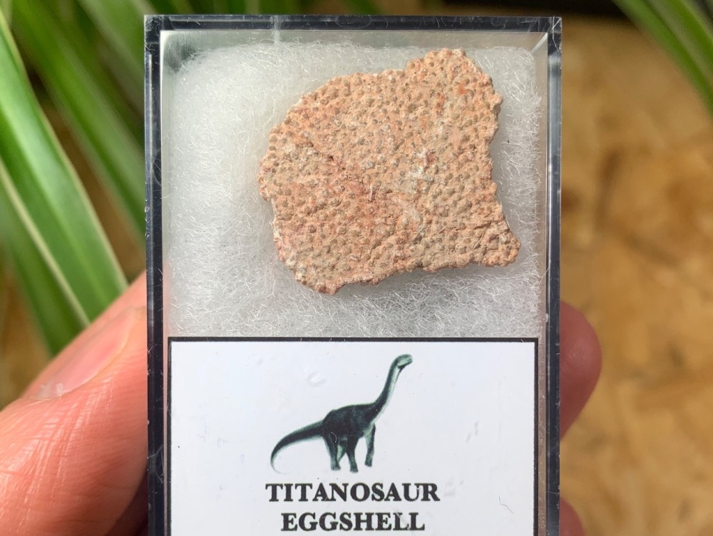 Rare Titanosaur Eggshell (Spain) #08