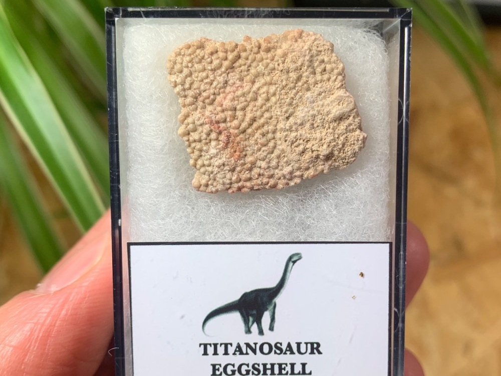 Rare Titanosaur Eggshell (Spain) #09