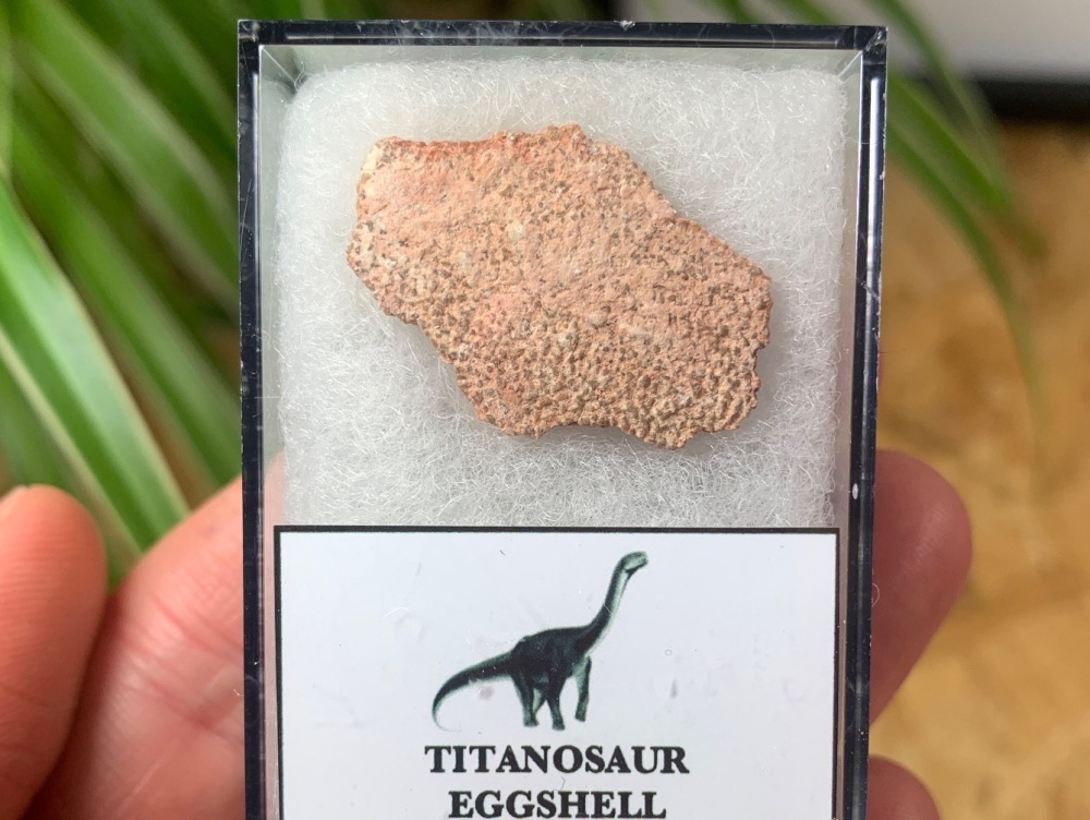 Rare Titanosaur Eggshell (Spain) #10