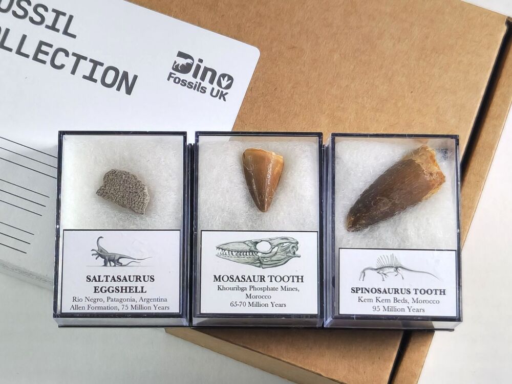 Fossil Collection (001)